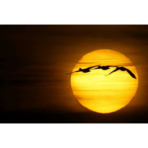 New Mexico Three snow geese fly across sun